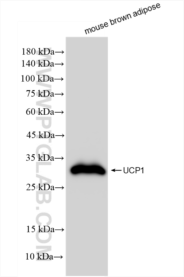 WB analysis of mouse brown adipose using 83870-1-RR