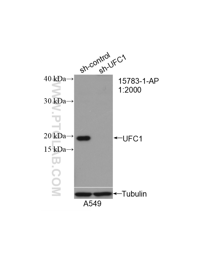 WB analysis of A549 using 15783-1-AP