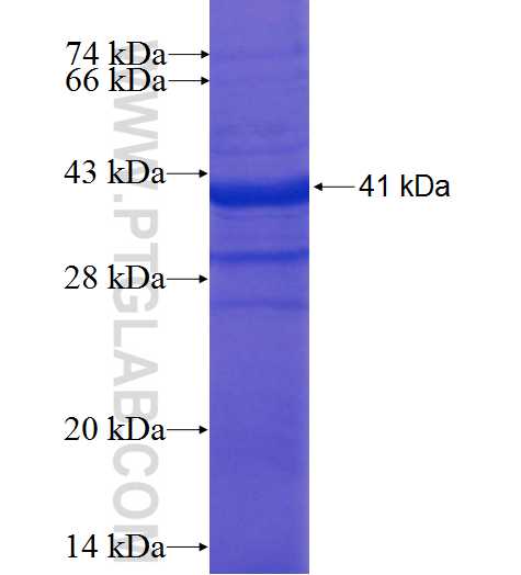 UFD1L fusion protein Ag22891 SDS-PAGE