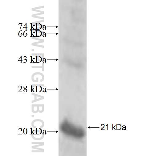 UFSP1 fusion protein Ag6377 SDS-PAGE