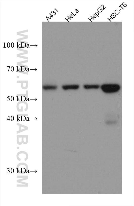 WB analysis using 67360-1-Ig (same clone as 67360-1-PBS)