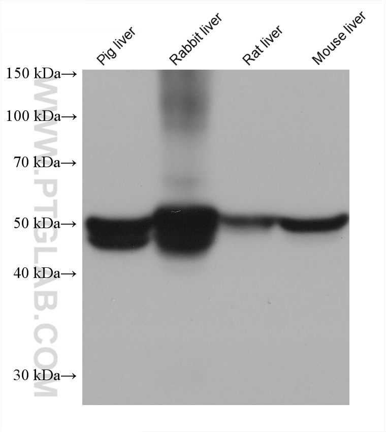 WB analysis using 68381-1-Ig