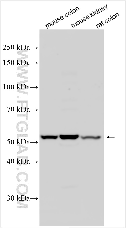 WB analysis using 17268-1-AP