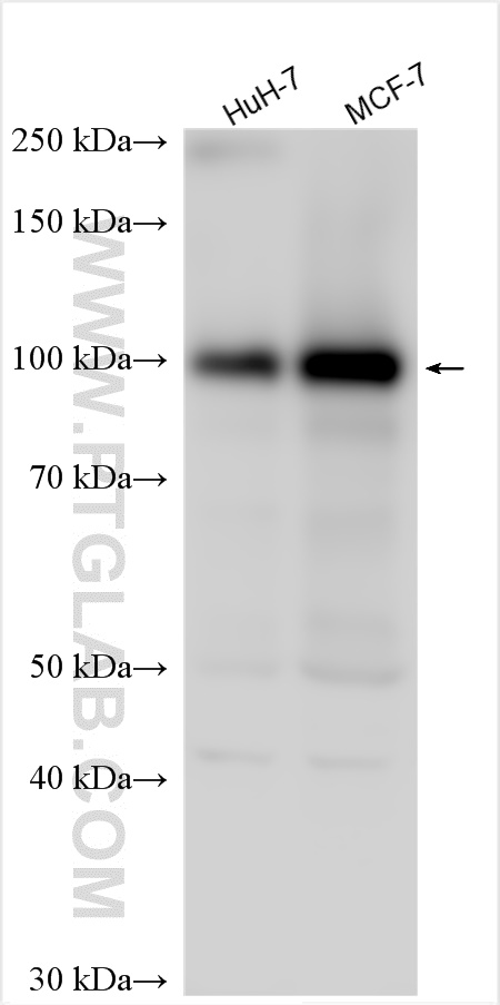 WB analysis using 21402-1-AP