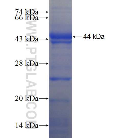 UHRF1BP1L fusion protein Ag19141 SDS-PAGE