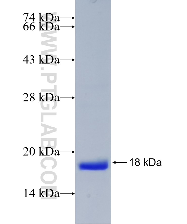 UK114; HRSP12 fusion protein Ag28720 SDS-PAGE