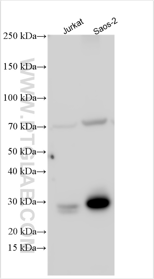 WB analysis using 31504-1-AP