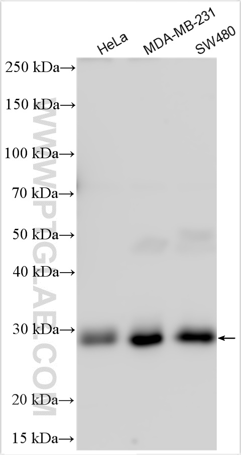 WB analysis using 30058-1-AP