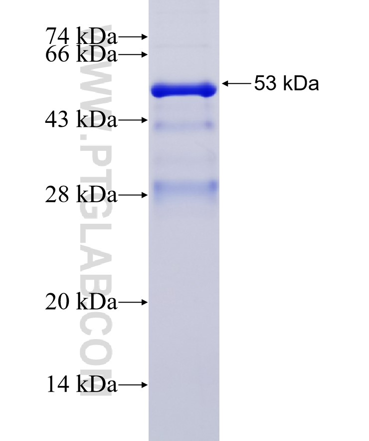 ULK2 fusion protein Ag26323 SDS-PAGE