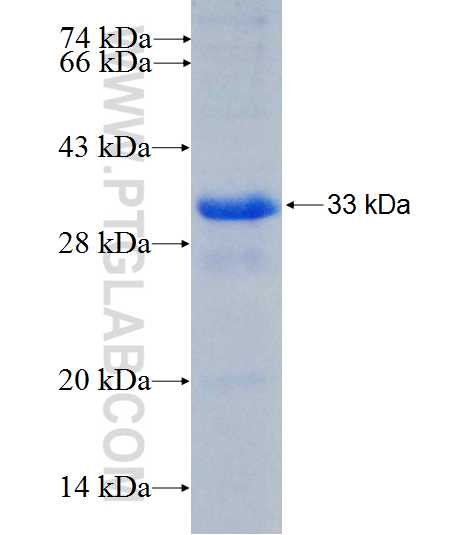 ULK2 fusion protein Ag26344 SDS-PAGE