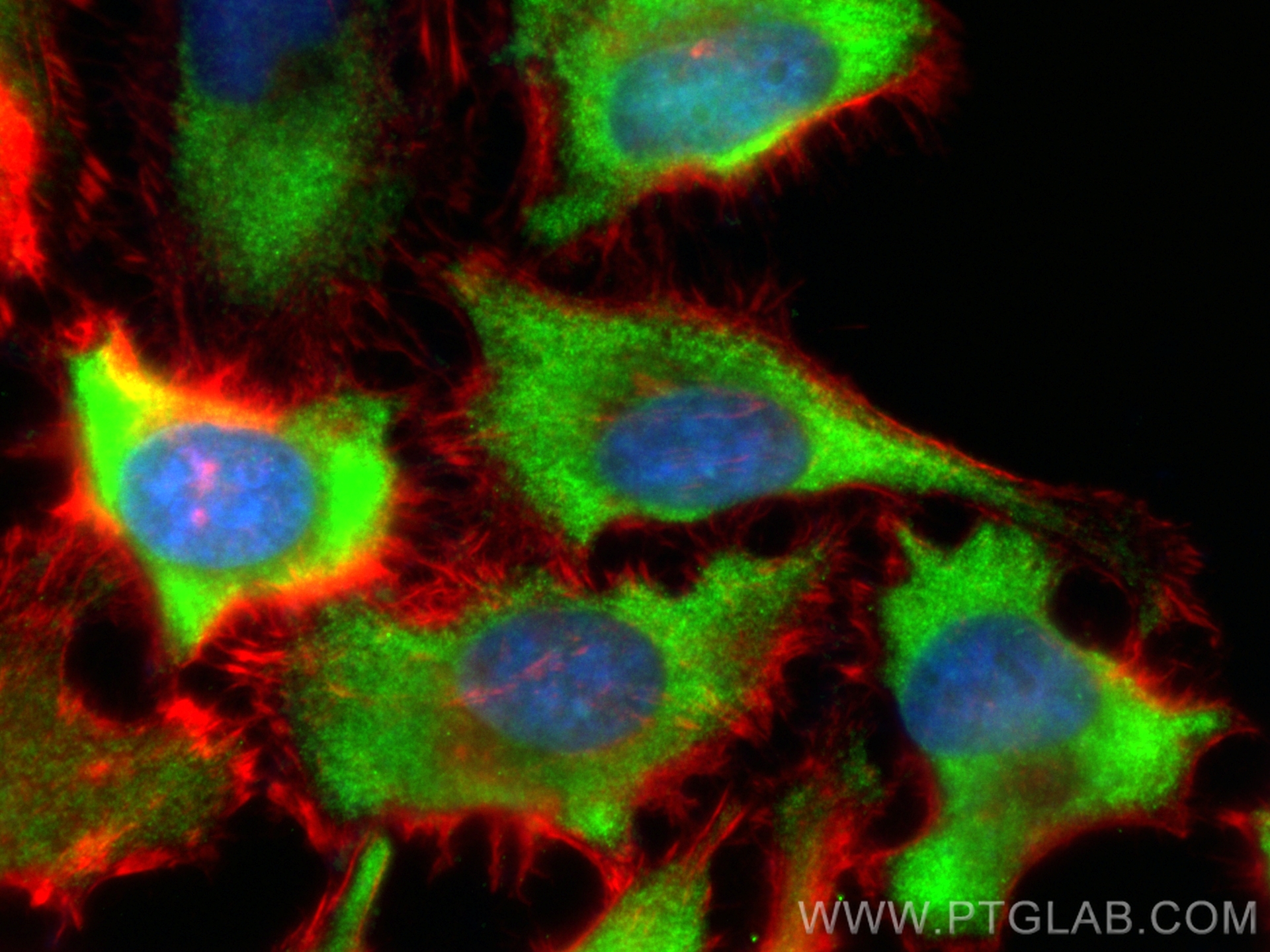 IF Staining of HeLa using CL488-11360