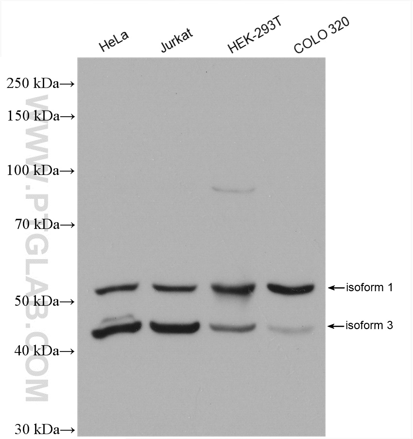 WB analysis using 14830-1-AP