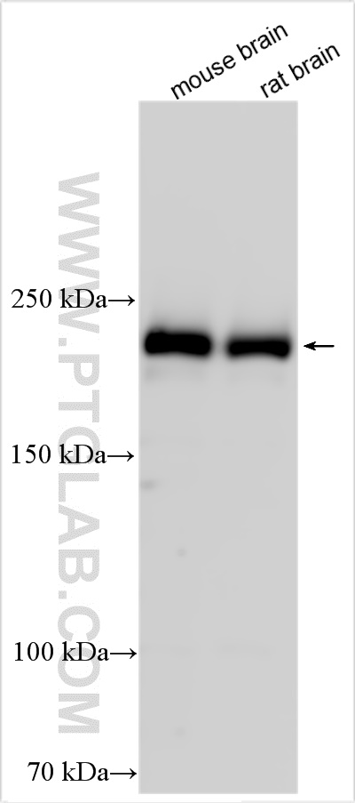 WB analysis using 55053-1-AP