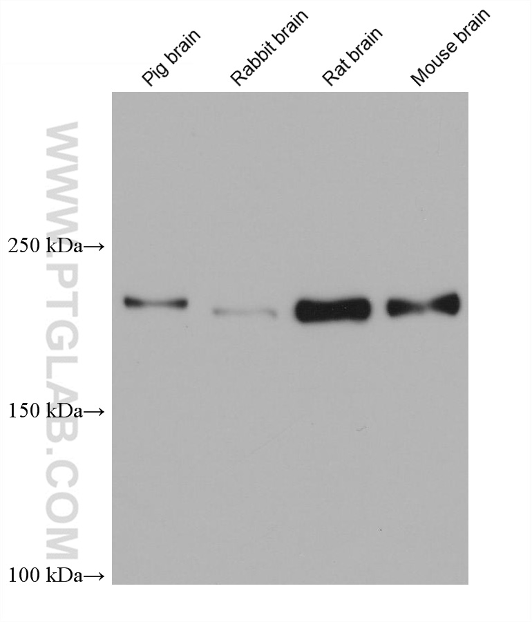 WB analysis using 68483-1-Ig (same clone as 68483-1-PBS)