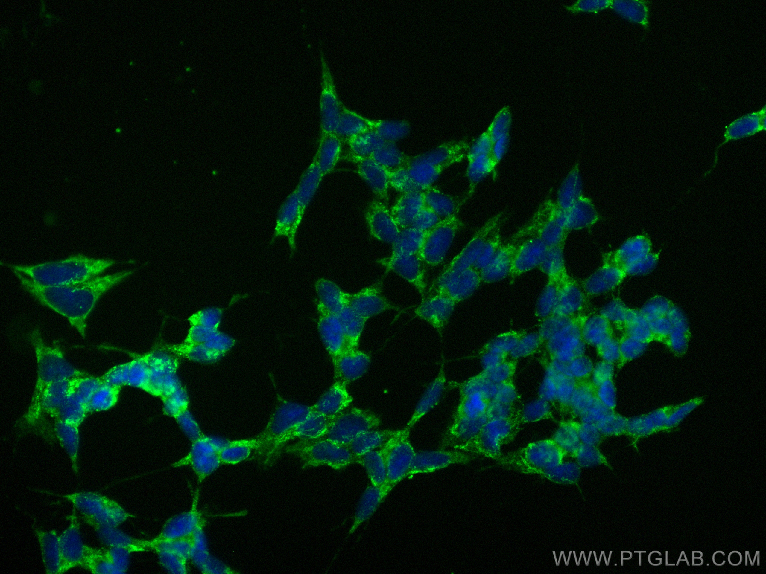 IF Staining of SH-SY5Y using CL488-68483