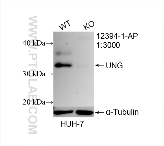 WB analysis of HuH-7 using 12394-1-AP