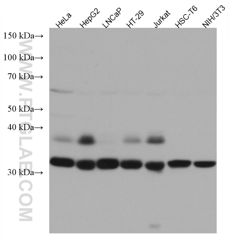 WB analysis using 67490-1-Ig