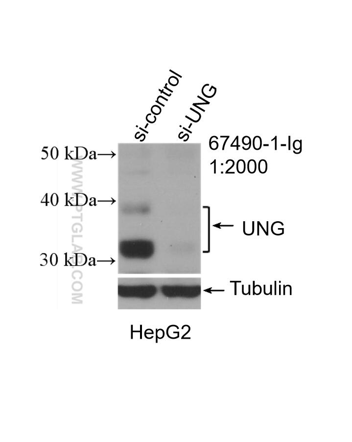 WB analysis of HepG2 using 67490-1-Ig (same clone as 67490-1-PBS)