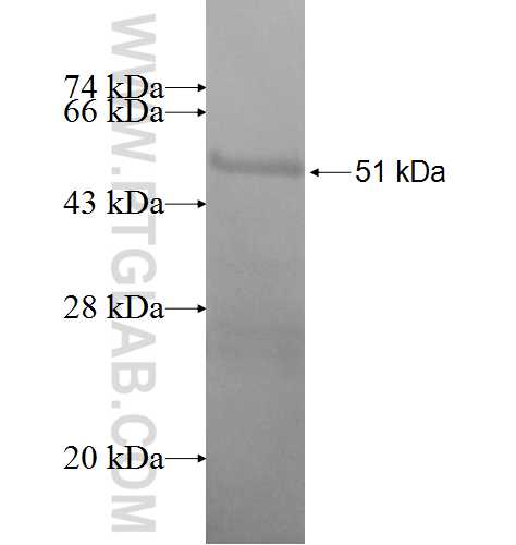 UNKL fusion protein Ag6990 SDS-PAGE