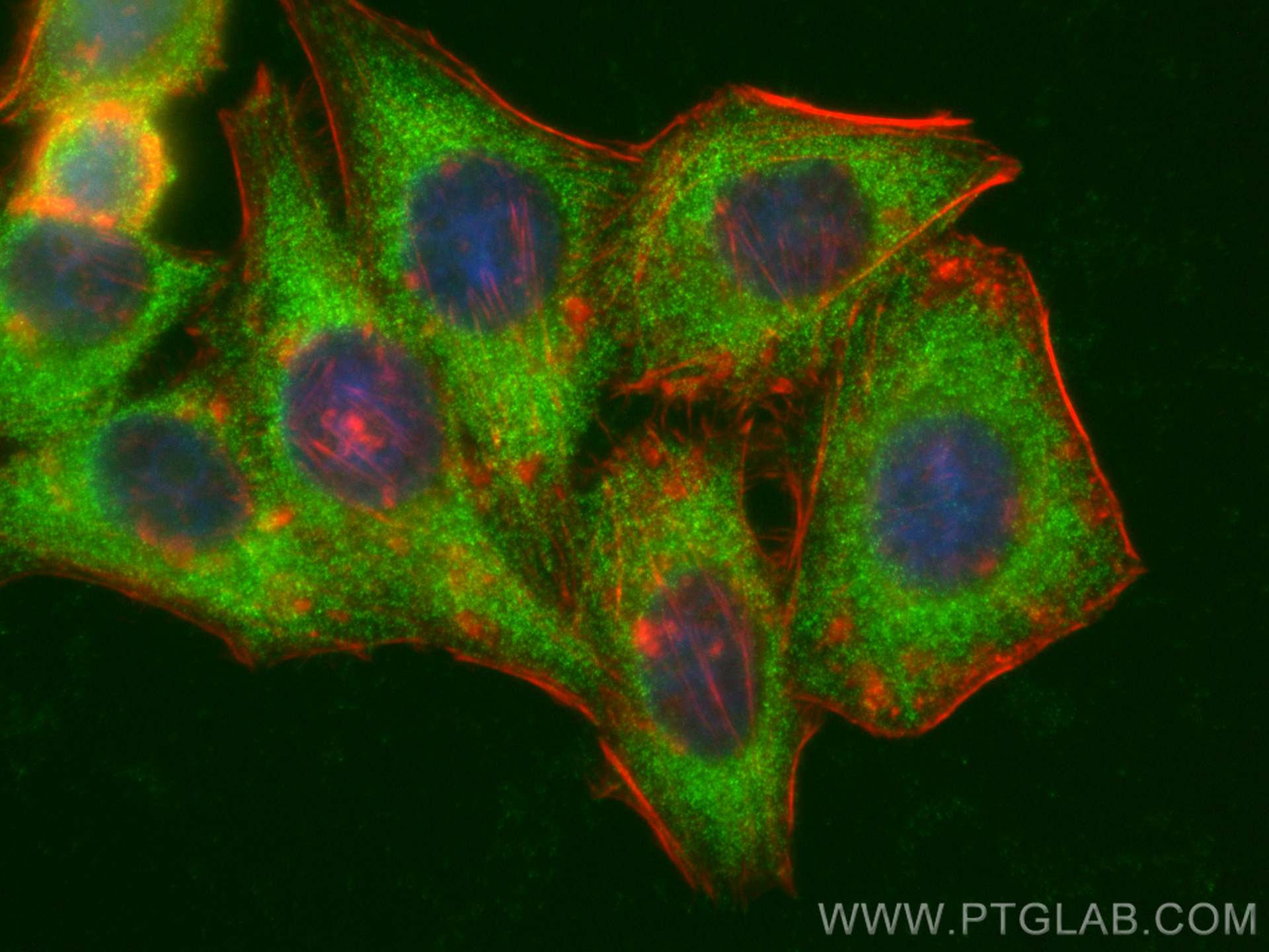 IF Staining of HepG2 using 23379-1-AP