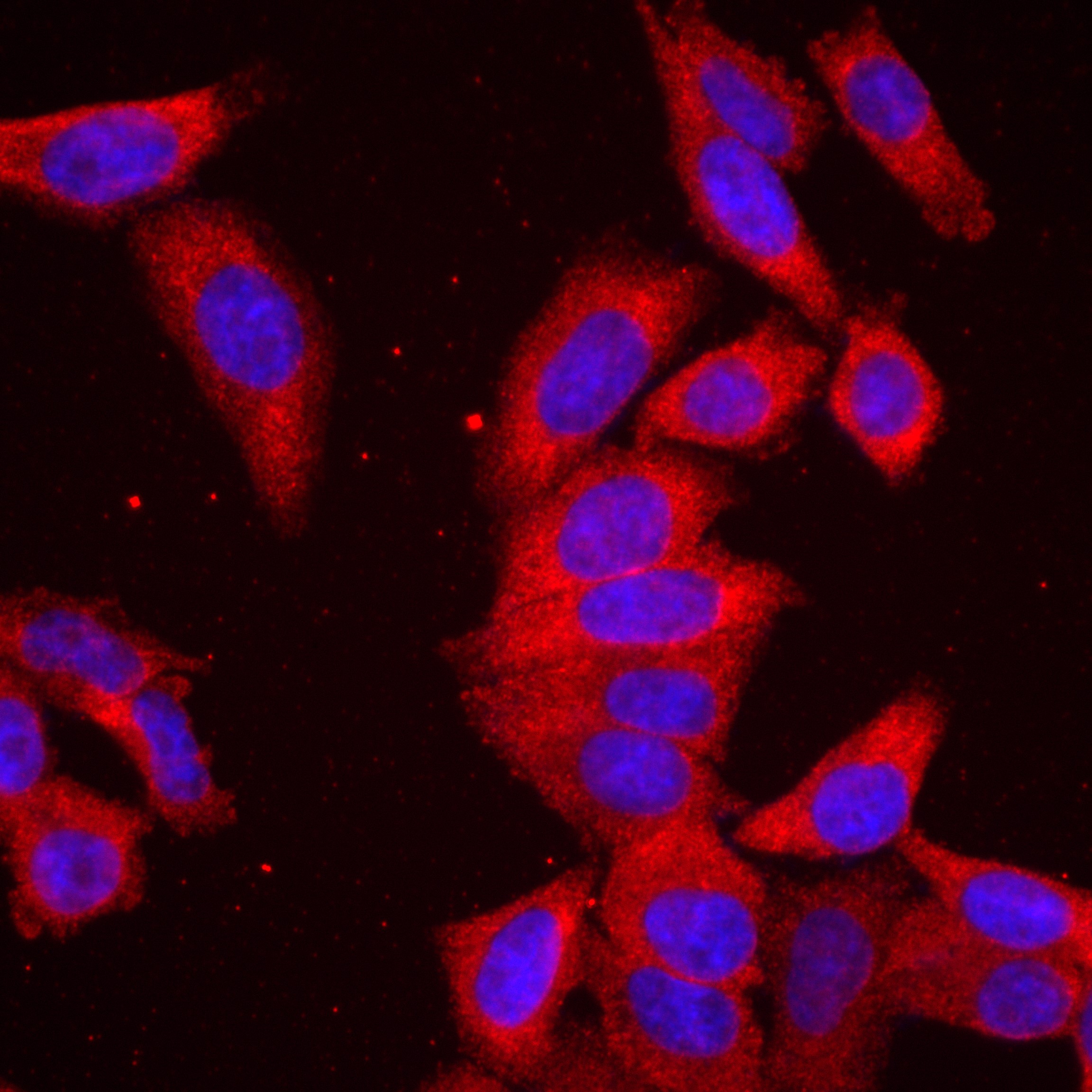 IF Staining of HepG2 using 82791-1-RR (same clone as 82791-1-PBS)