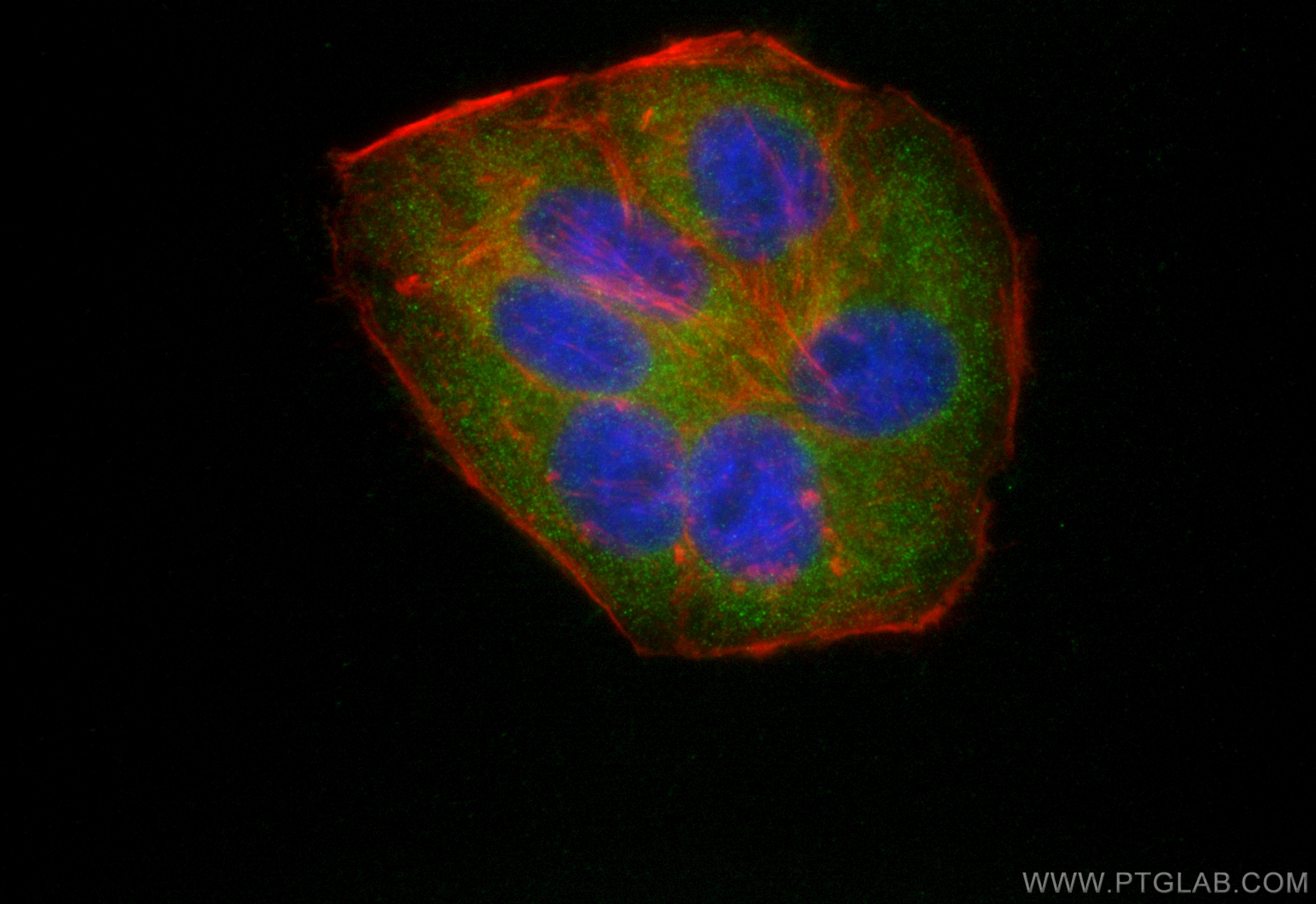 IF Staining of HepG2 using CL488-82791