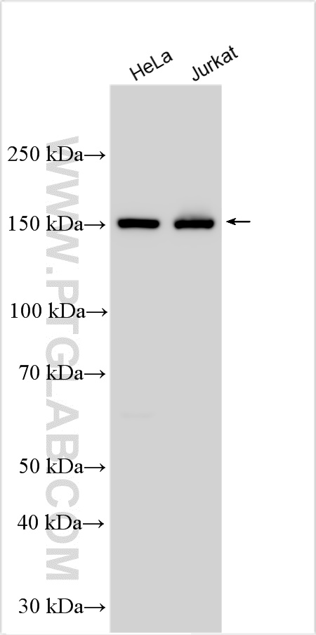 WB analysis using 55022-1-AP