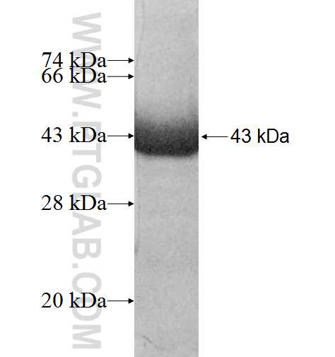 UPRT fusion protein Ag9583 SDS-PAGE