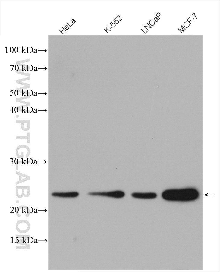 WB analysis using 28114-1-AP