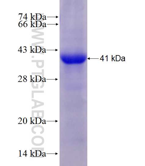 URAT1 fusion protein Ag27805 SDS-PAGE