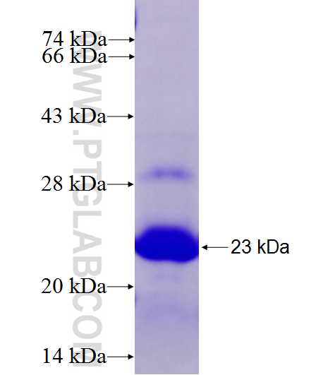 USF3 fusion protein Ag27676 SDS-PAGE