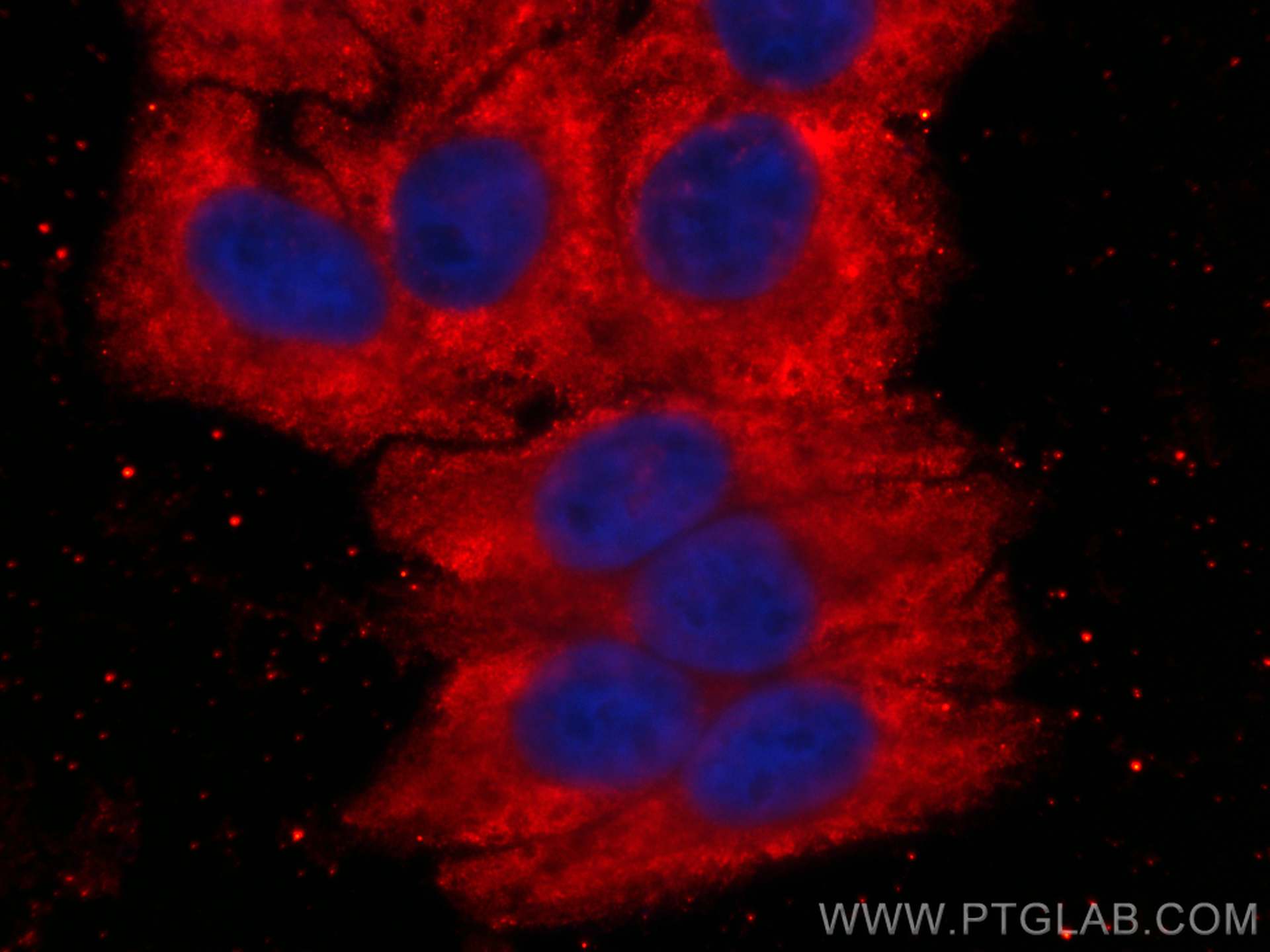 IF Staining of HepG2 using CL594-66176