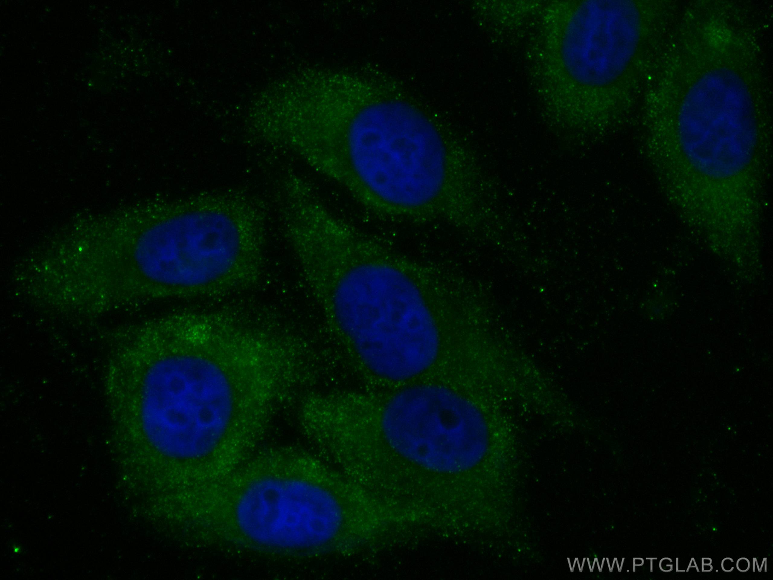 IF Staining of HepG2 using 67746-1-Ig