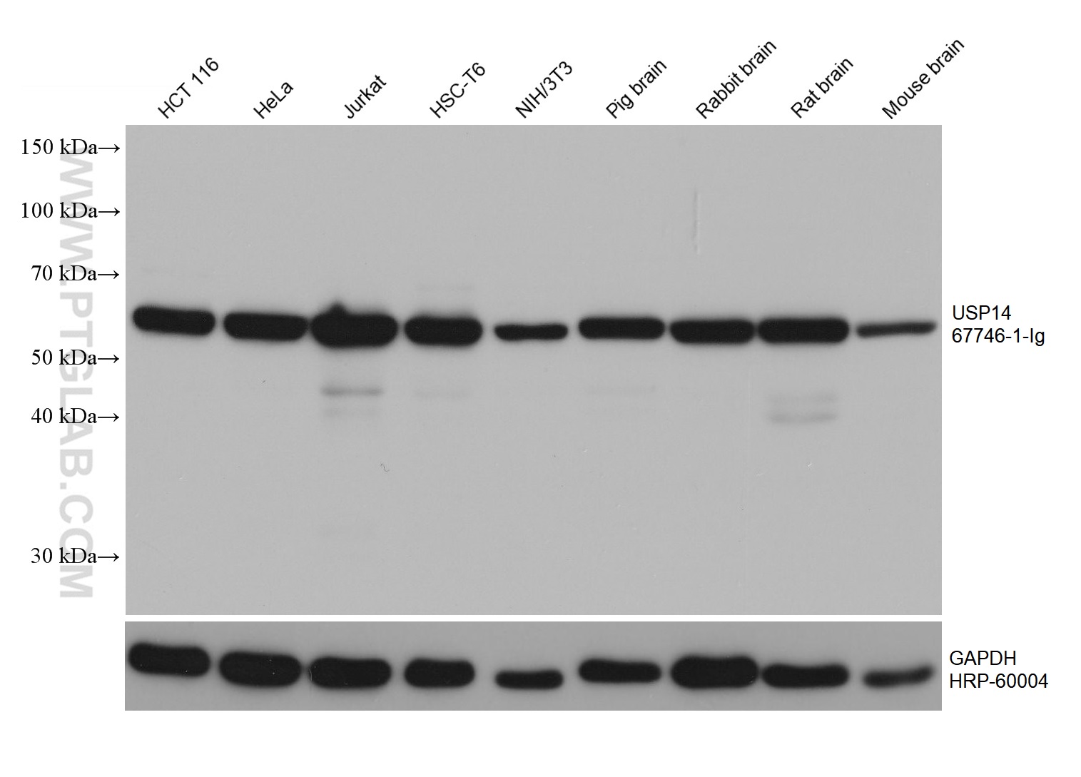 WB analysis using 67746-1-Ig