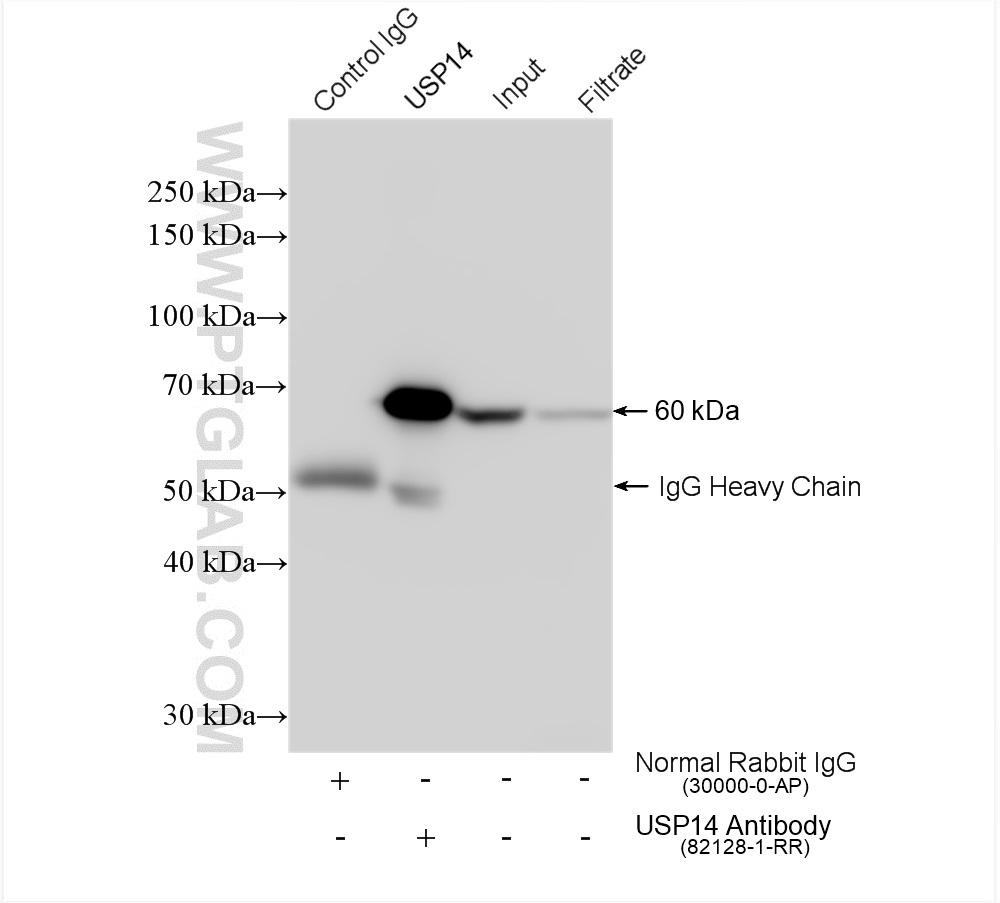 IP experiment of mouse liver using 82128-1-RR (same clone as 82128-1-PBS)