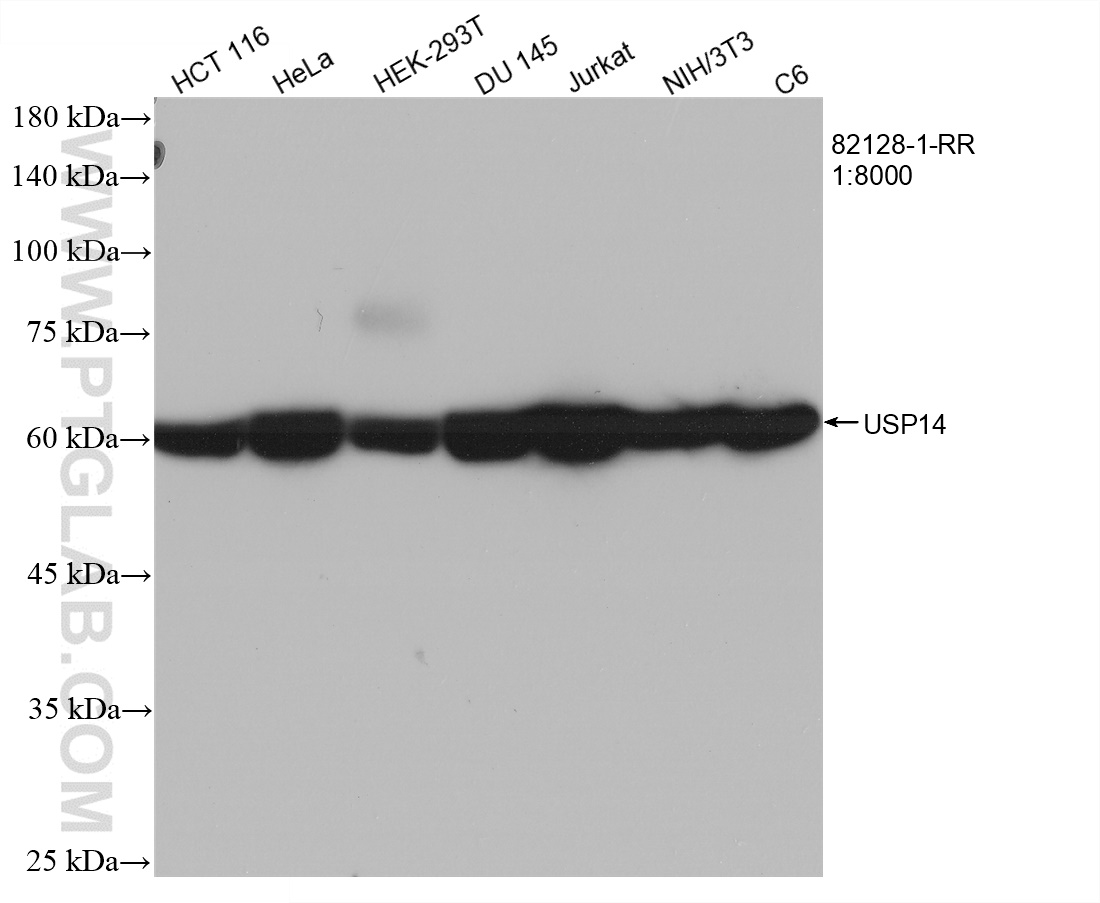 WB analysis using 82128-1-RR (same clone as 82128-1-PBS)