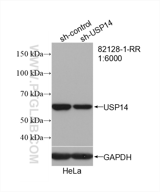 WB analysis of HeLa using 82128-1-RR (same clone as 82128-1-PBS)