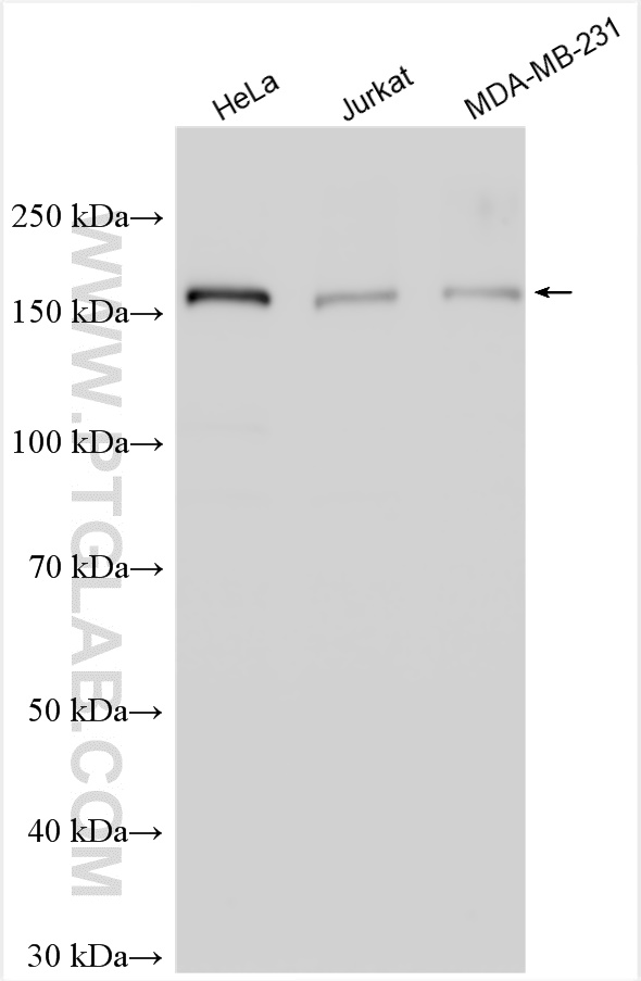 WB analysis using 25768-1-AP