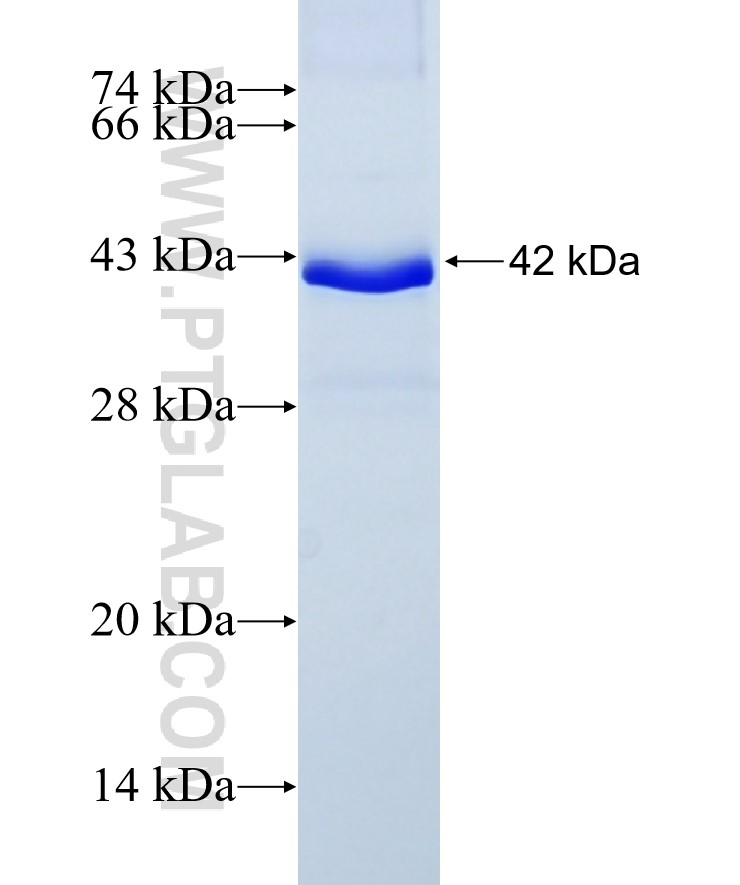 USP21 fusion protein Ag12234 SDS-PAGE