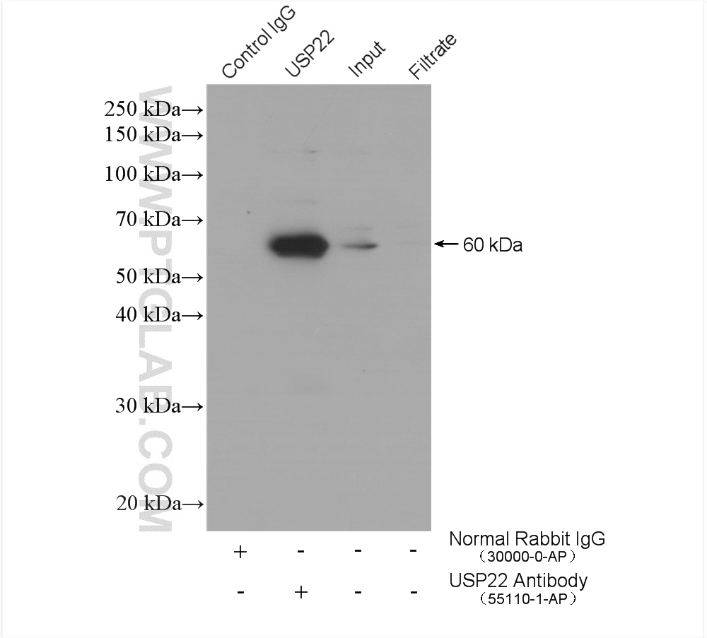 IP experiment of HepG2 using 55110-1-AP