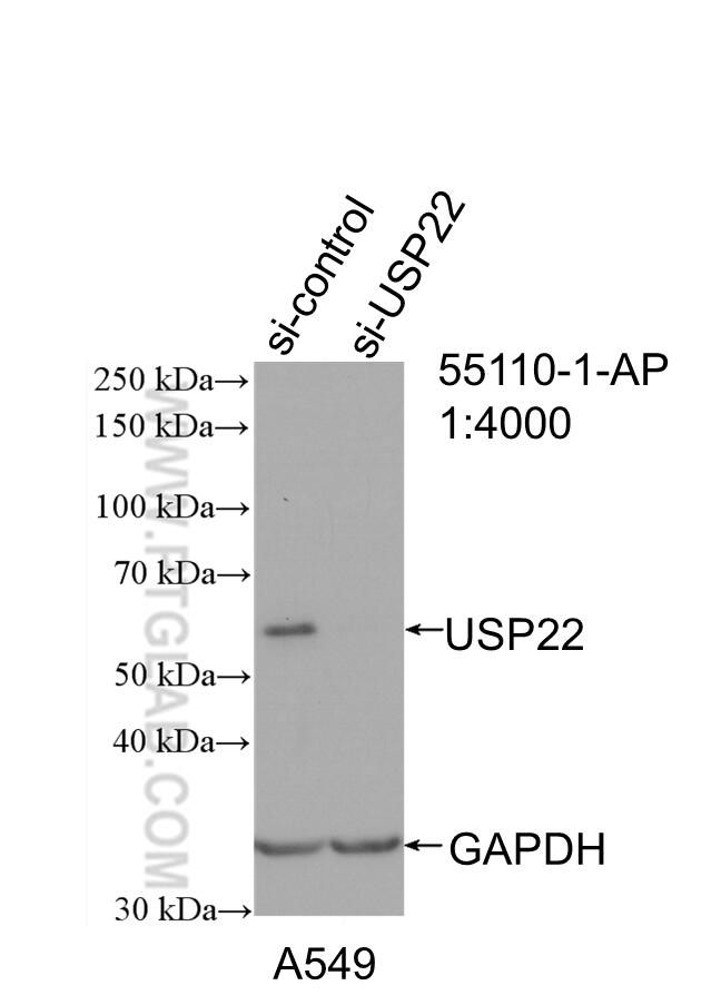 WB analysis of A549 using 55110-1-AP