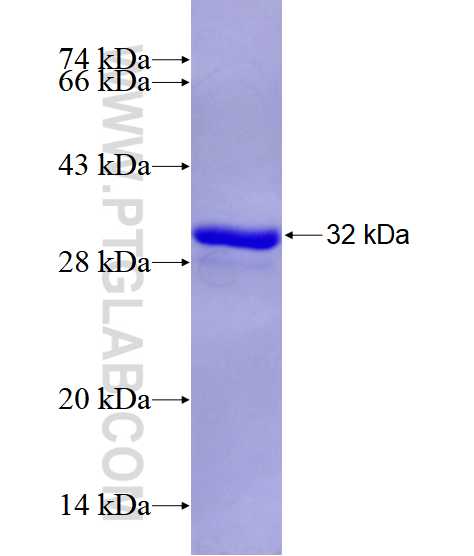 USP22 fusion protein Ag28458 SDS-PAGE