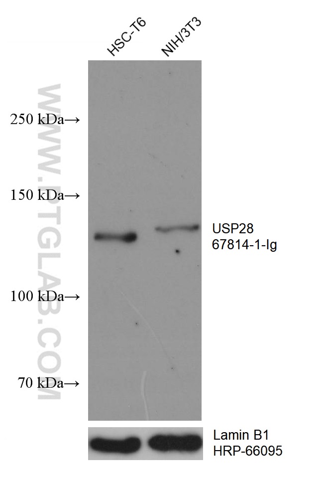 WB analysis using 67814-1-Ig