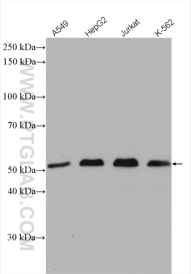 WB analysis using 12490-1-AP