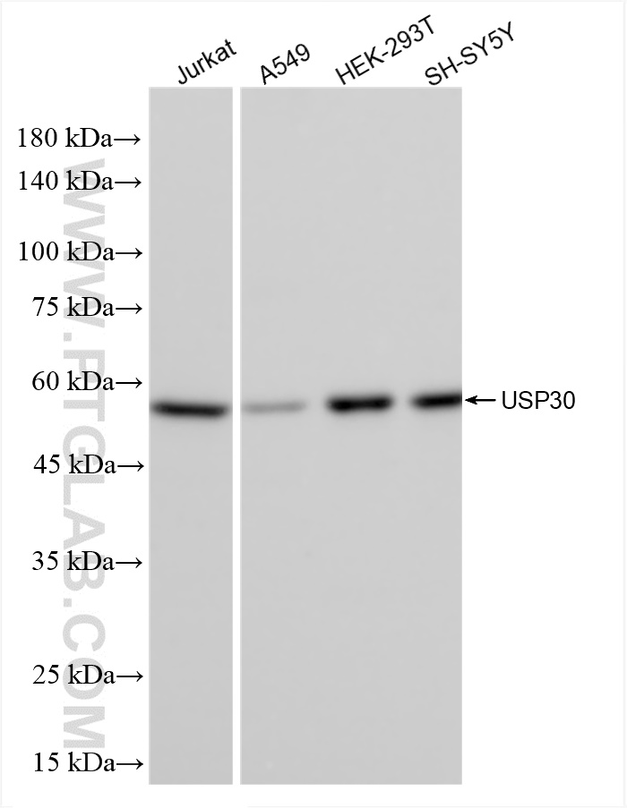 WB analysis using 83240-5-RR (same clone as 83240-5-PBS)