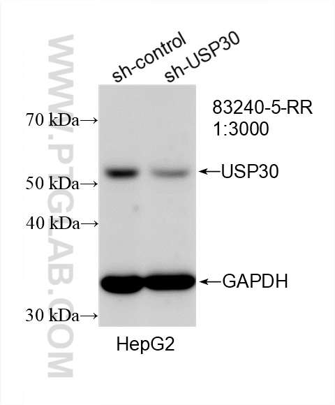 WB analysis of HepG2 using 83240-5-RR