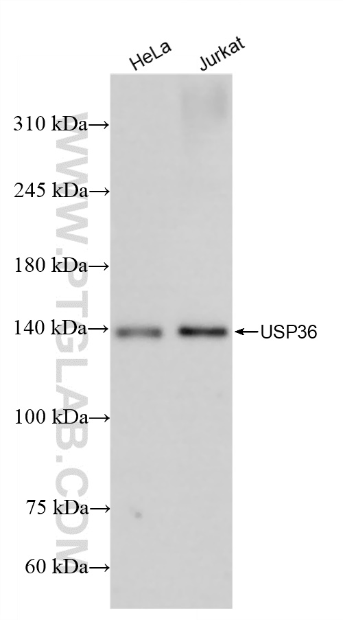 WB analysis using 84620-3-RR (same clone as 84620-3-PBS)