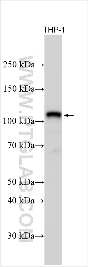 WB analysis of THP-1 using 24976-1-AP