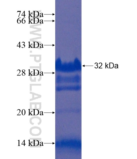 USP4 fusion protein Ag21684 SDS-PAGE