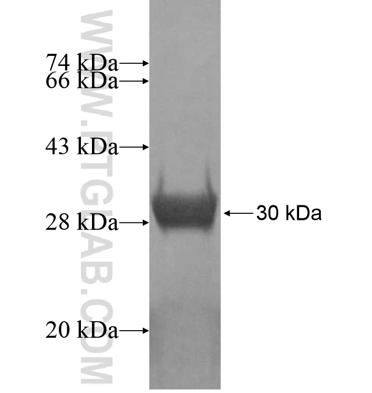 USP47 fusion protein Ag16818 SDS-PAGE